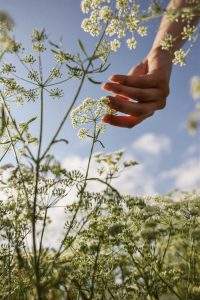 Lire la suite à propos de l’article Propagation d'herbes d'anis : comment propager des plantes d'anis