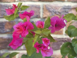 Lire la suite à propos de l’article Propagation des bougainvilliers – Apprenez à propager des plantes de bougainvilliers