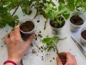 Lire la suite à propos de l’article Conteneurs pour la multiplication des plantes : conteneurs courants utilisés pour propager les plantes