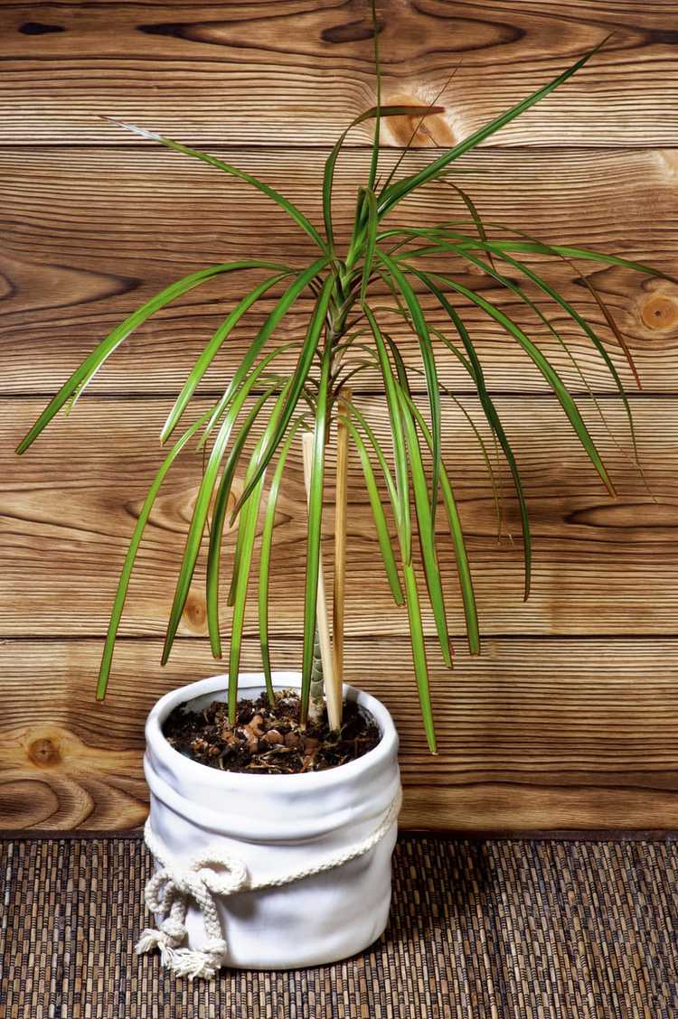 You are currently viewing Comment se propage Dracaena : En savoir plus sur la propagation des plantes Dracaena