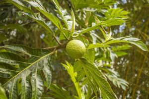 Lire la suite à propos de l’article Méthodes de propagation des arbres à pain – Comment propager des arbres à pain