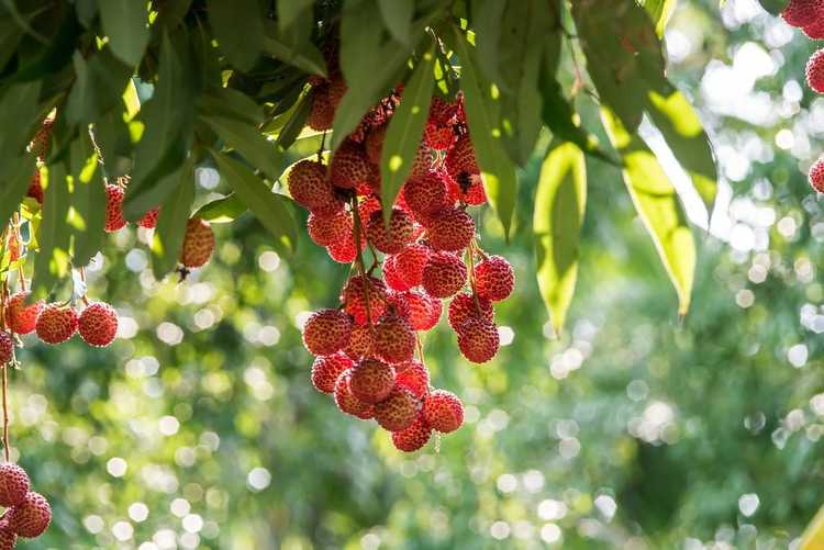 You are currently viewing Méthodes de propagation des litchis : comment propager des arbres de litchis