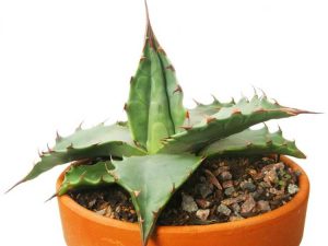 Lire la suite à propos de l’article Comment propager l'agave : instructions et conseils pour la propagation de l'agave