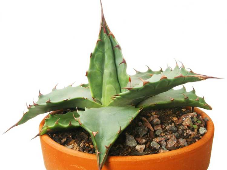 You are currently viewing Comment propager l'agave : instructions et conseils pour la propagation de l'agave