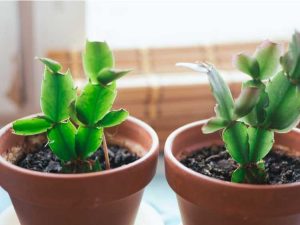 Lire la suite à propos de l’article Propagation des cactus de vacances : culture de boutures de cactus de Noël, de Thanksgiving et de Pâques