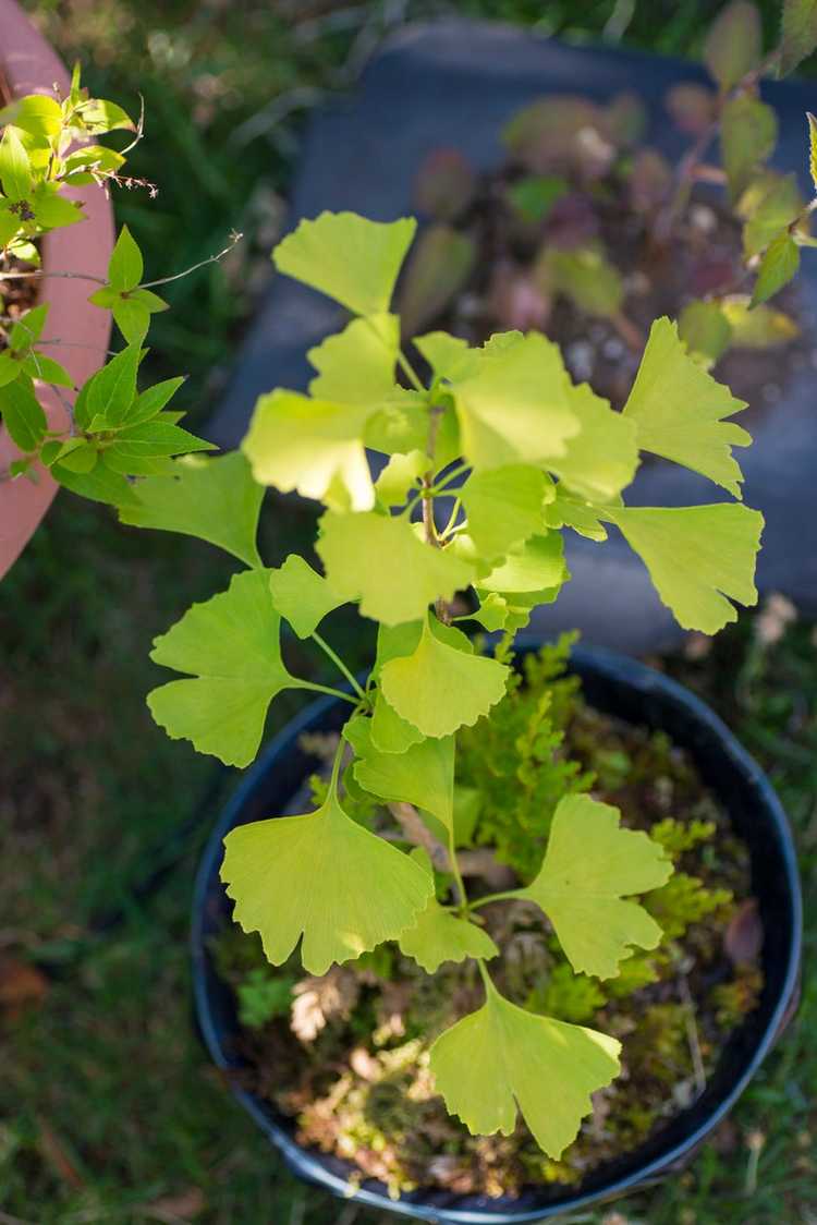 You are currently viewing Méthodes de propagation du ginkgo – Comment propager un arbre ginkgo