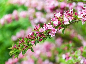 Lire la suite à propos de l’article Propagation du Weigela : Comment démarrer un buisson de Weigela à partir de boutures