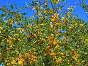 Lire la suite à propos de l’article Signes de la maladie du mesquite – Reconnaître les maladies des arbres mesquites