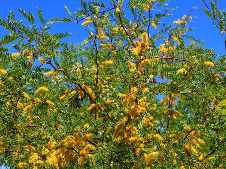 You are currently viewing Signes de la maladie du mesquite – Reconnaître les maladies des arbres mesquites