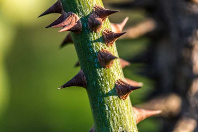 You are currently viewing Les plantes combattent-elles les prédateurs : découvrez les mécanismes de défense des plantes