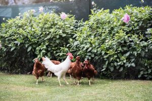 Lire la suite à propos de l’article Plantes de jardin et poulets : comment protéger les plantes des poulets