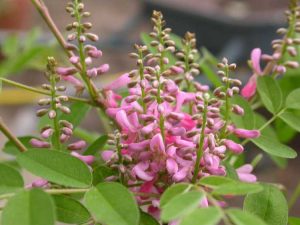 Lire la suite à propos de l’article Taille des plantes indigo – Comment tailler les plantes indigo dans le jardin