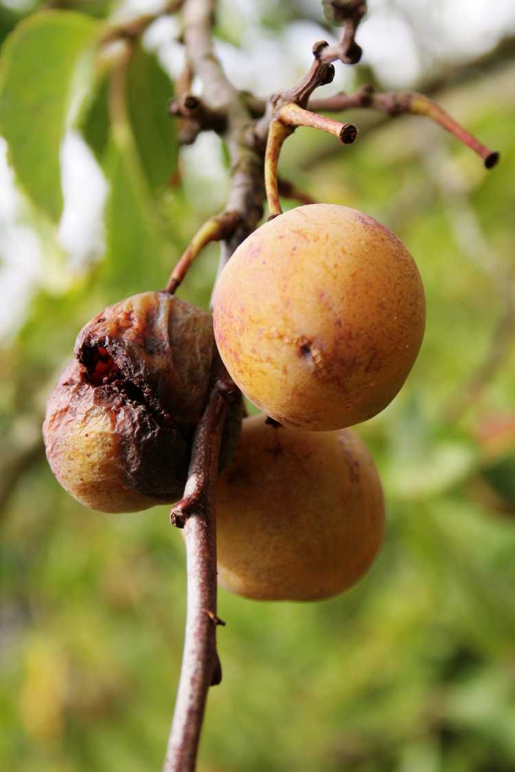 You are currently viewing Prunes atteintes de pourriture brune : en savoir plus sur le traitement de la pourriture brune des prunes