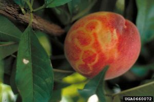 Lire la suite à propos de l’article Qu'est-ce que la Plum Pox : Apprenez-en davantage sur le contrôle de la maladie du Plum Pox