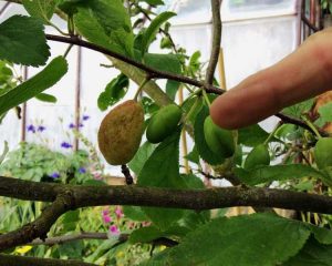 Lire la suite à propos de l’article Plum Pocket Info: Traiter la maladie de poche sur les pruniers