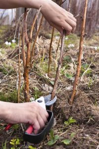 Lire la suite à propos de l’article Taille des framboises d'automne : conseils pour la taille des framboises rouges d'automne