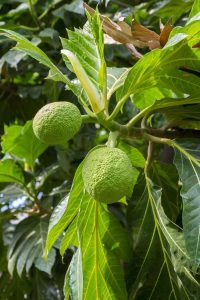 Lire la suite à propos de l’article Guide de taille des arbres à pain : en savoir plus sur la taille des arbres à pain