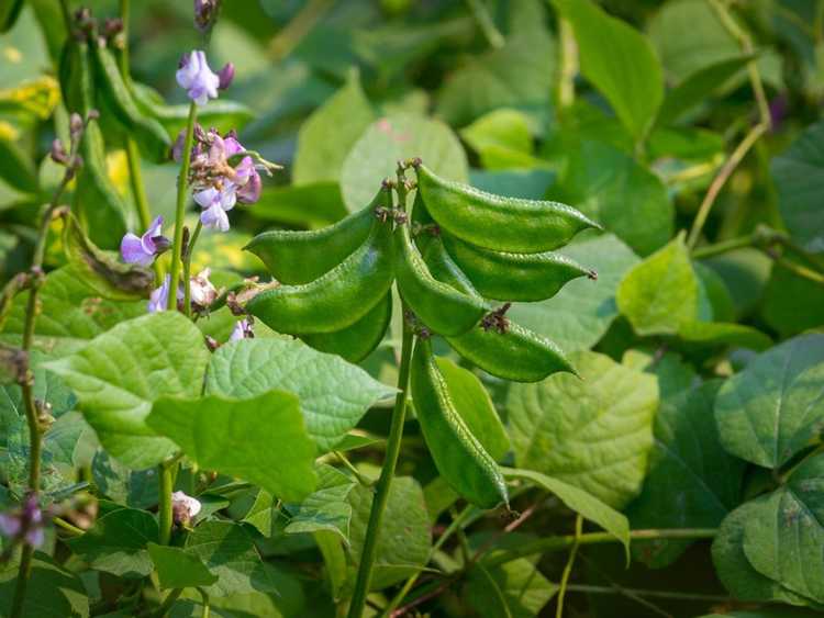 You are currently viewing Taille des plants de haricots jacinthes: quand tailler les plants de haricots jacinthes