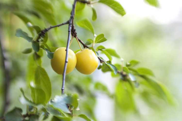 You are currently viewing Pruniers cerisiers Golden Sphere – Comment faire pousser des prunes cerisiers Golden Sphere