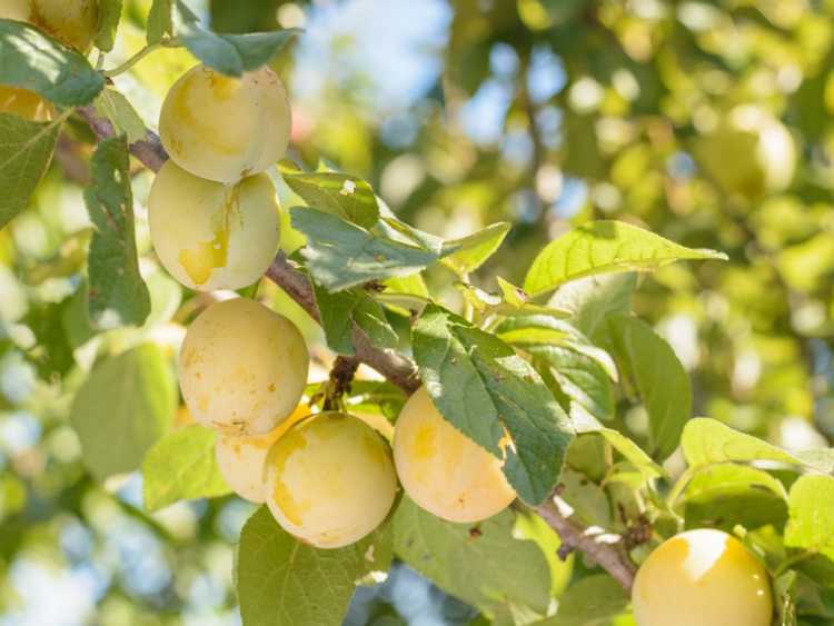 You are currently viewing Prunes Oullins Gage: Conseils pour cultiver des Oullins Gage