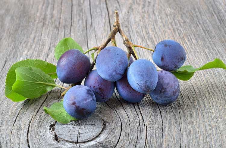 You are currently viewing Arbres Langley Bullace – Comment prendre soin des prunes Langley Bullace Damson