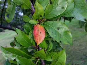 Lire la suite à propos de l’article Feuilles de prunier rouge: pourquoi les feuilles deviennent-elles rouges sur le prunier