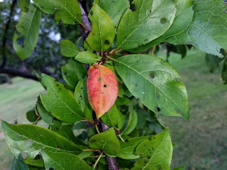 You are currently viewing Feuilles de prunier rouge: pourquoi les feuilles deviennent-elles rouges sur le prunier