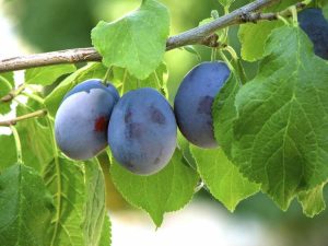 Lire la suite à propos de l’article Cultiver des pruniers Damson: comment prendre soin des prunes Damson