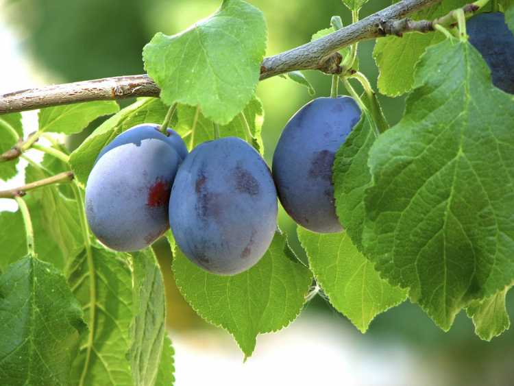 You are currently viewing Cultiver des pruniers Damson: comment prendre soin des prunes Damson