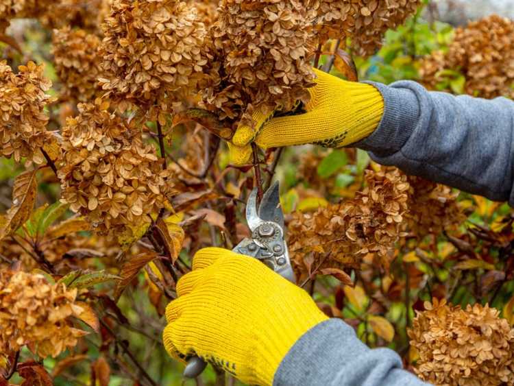 Ein Gärtner mit leuchtend gelben Handschuhen beschneidet die verblühten Blüten einer Rispenhortensie