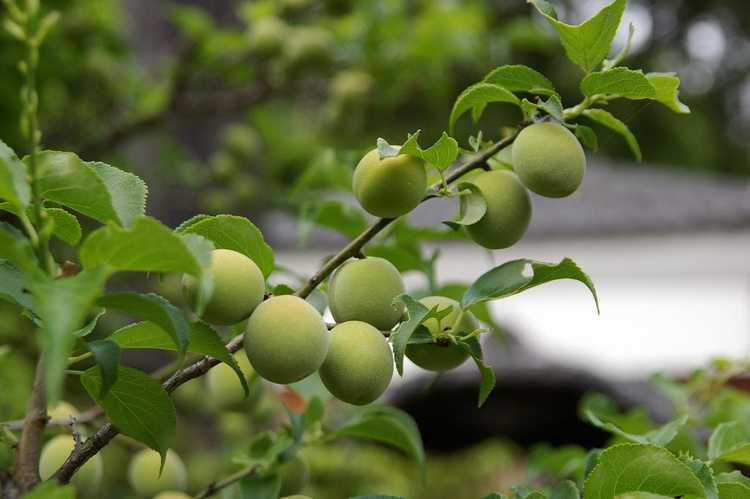 You are currently viewing Soins des prunes Satsuma : découvrez la culture des prunes japonaises