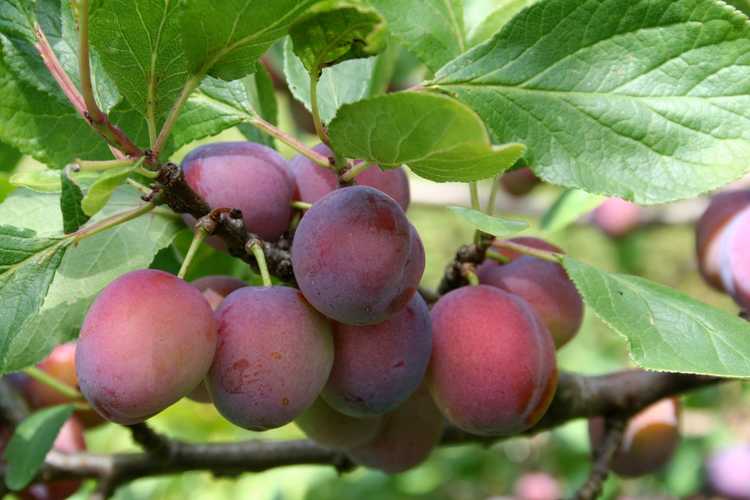 You are currently viewing Pruniers « Opale » : prendre soin des prunes d'opale dans le jardin