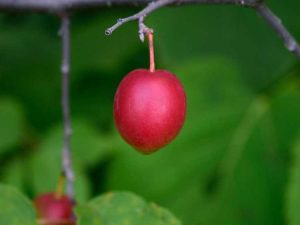 Lire la suite à propos de l’article Prunier sauvage d'Amérique – En savoir plus sur la culture des prunes sauvages