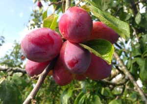 Lire la suite à propos de l’article Pruniers Victoria: Conseils pour cultiver des prunes Victoria dans les jardins