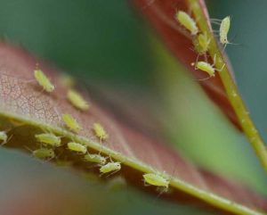 Lire la suite à propos de l’article Contrôle des pucerons du prunier courbés – Traitement et prévention du puceron du prunier courbé