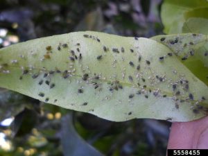 Lire la suite à propos de l’article Contrôle des pucerons d'intérieur : se débarrasser des pucerons sur les plantes d'intérieur