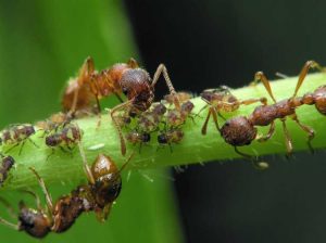 Lire la suite à propos de l’article Comment les pucerons aident-ils les fourmis : contrôler les pucerons et les fourmis sur les plantes