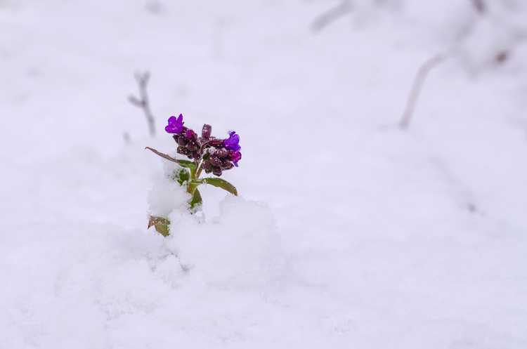 You are currently viewing Hivernage des plantes Pulmonaria: en savoir plus sur les soins hivernaux de Pulmonaria