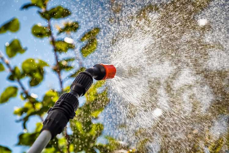 You are currently viewing Contrôle des mauvaises herbes dans les bermes – En savoir plus sur la destruction des mauvaises herbes sur les bermes