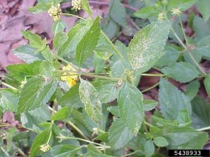 Lire la suite à propos de l’article Flétrissement des plantes de Lantana : que faire si un buisson de Lantana est en train de mourir