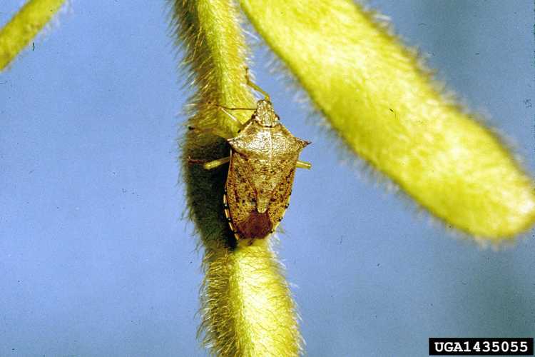 You are currently viewing Informations sur les insectes soldats à épines : les insectes soldats à épines sont-ils bénéfiques dans le jardin