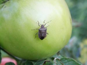 Lire la suite à propos de l’article Punaises puantes sur les tomates : découvrez les dommages causés par les punaises des feuilles aux tomates