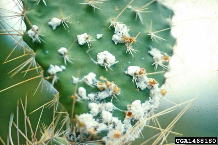 Lire la suite à propos de l’article Cochenille sur cactus – Comment traiter les punaises de cochenille
