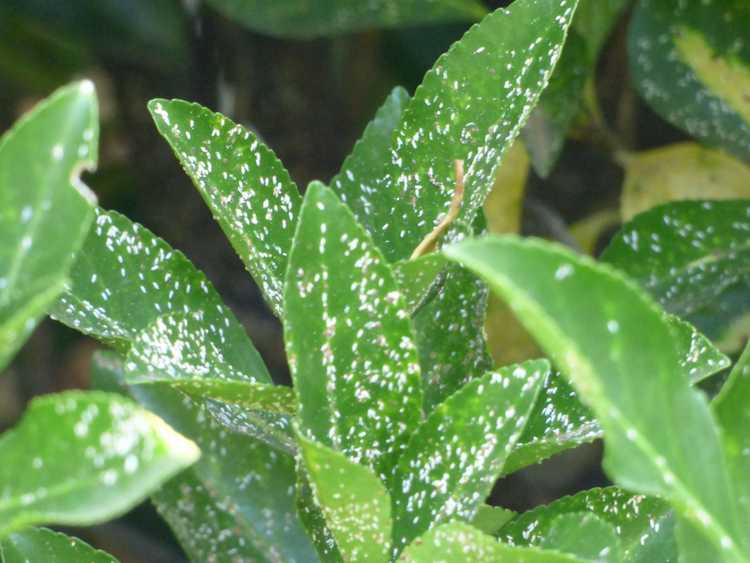 You are currently viewing Traitement des cochenilles d'Euonymus – Conseils pour contrôler les punaises des cochenilles d'Euonymus