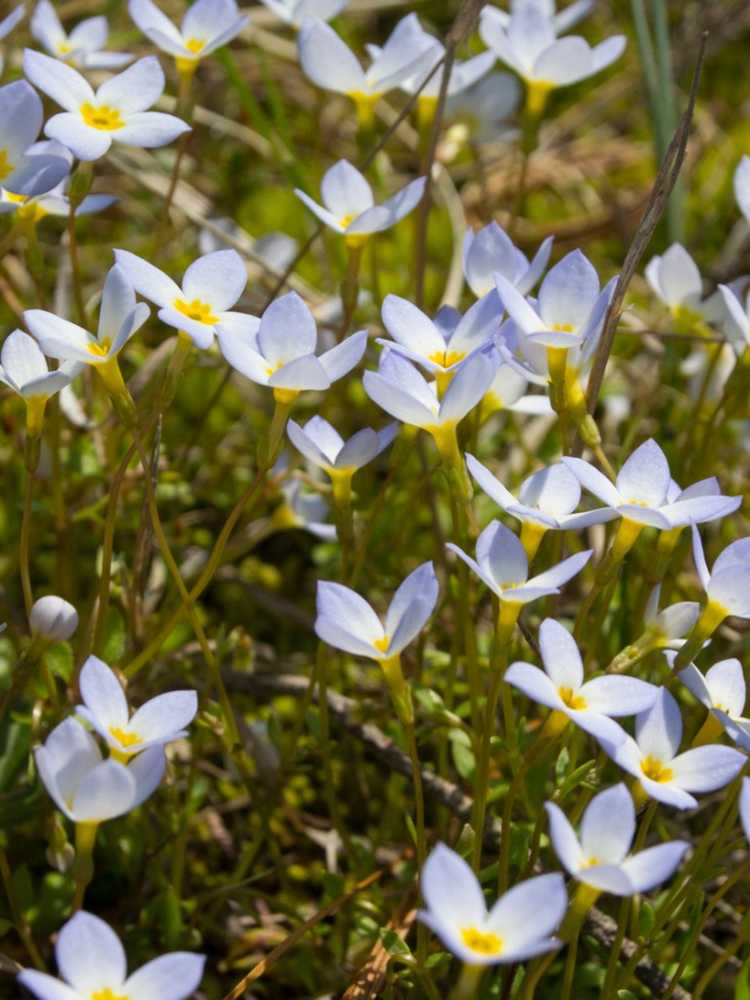 You are currently viewing Quaker Lady Bluets : Cultiver des Bluets dans le jardin