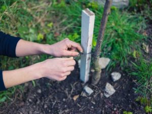 Lire la suite à propos de l’article Quand retirer les tuteurs des arbres des jeunes arbres