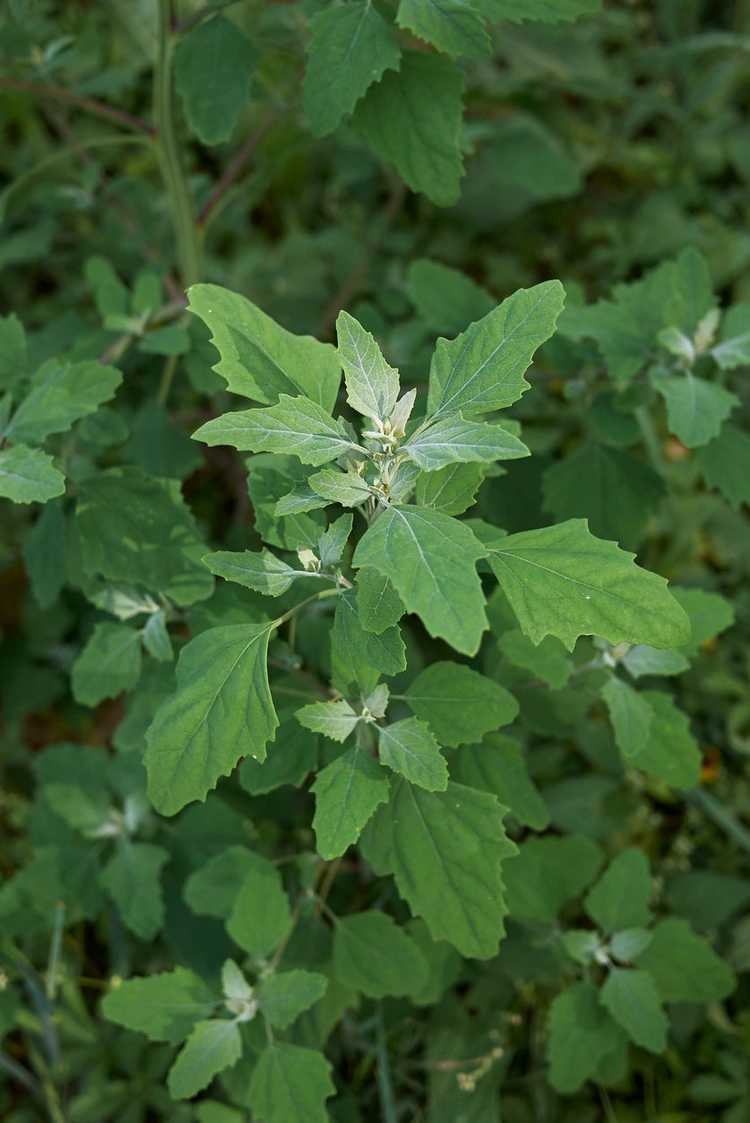 You are currently viewing Pouvez-vous manger des feuilles de quartier d'agneau – Comment utiliser les plantes de quartier d'agneau