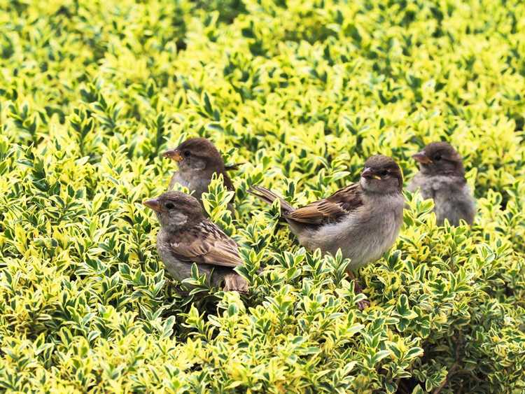 You are currently viewing Créer une haie respectueuse des oiseaux – Développez un écran de confidentialité pour les oiseaux