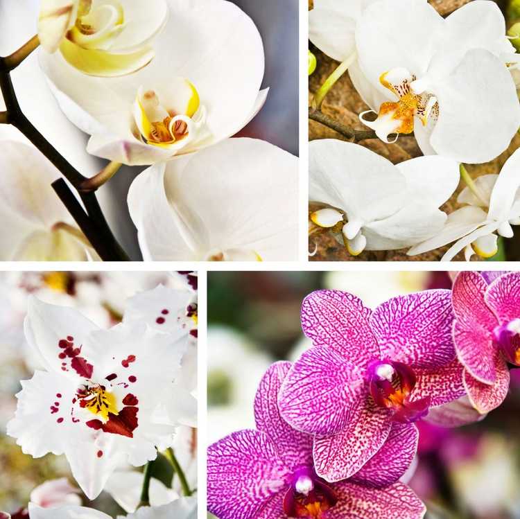 You are currently viewing Diverses fleurs d'orchidées à cultiver à l'intérieur : différents types d'orchidées
