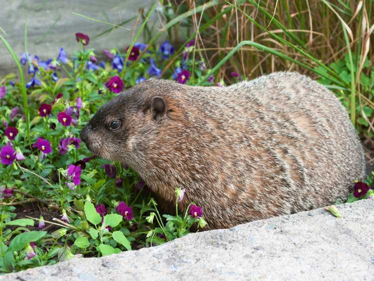 You are currently viewing Qu’est-ce que les marmottes aiment manger dans le jardin ?